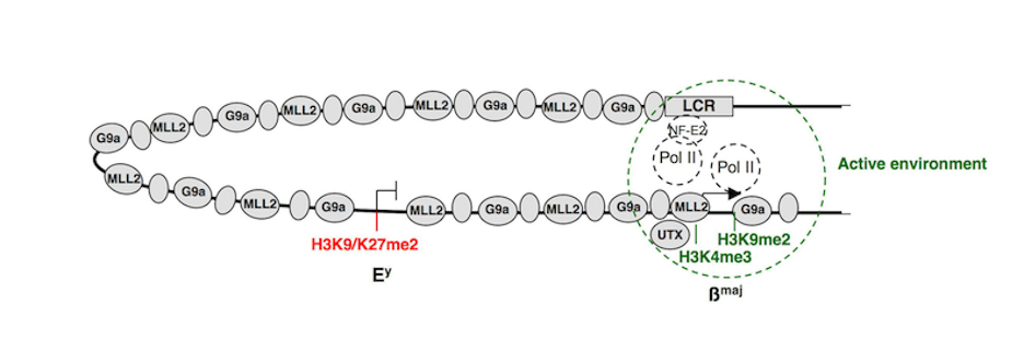 scientific_pictures/spreading_G9a_2.jpg